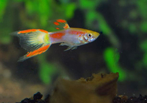 ENDLER'S GUPPY YELLOW LASER TAIL MALE