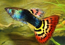 GUPPY TUXEDO LEOPARD MALE