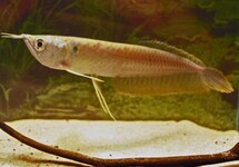 ZILVEREN AROWANA