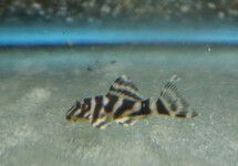 L080 SPINY PLECO