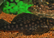 L020 POLKA DOT PLECO