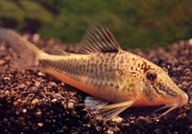 CORYDORAS SEMIAQUILUS