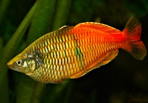 BOESEMAN'S RAINBOWFISH