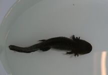 AXOLOTL (AVEC DES PATTES ENDOMMAGÉES)