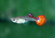 GUPPY SNAKESKIN ROT FRAU