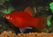 KORALLENPLATY ROT