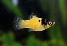 PLATY DORÉ MARBRE