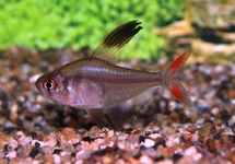 SICKLE TETRA