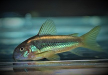 CORYDORAS ORANGE LASER