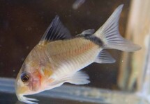 BANDIET PANTSERMEERVAL