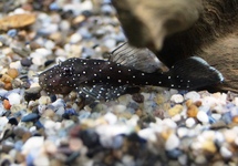 L181 PEPPERMINT PLECO