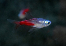 NEONTETRA DIAMANT SLUIER