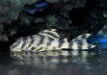 L288 TIGER PLECO