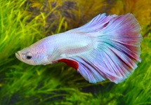 KEMPVIS HALFMOON PASTEL MAN