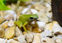 DYEING POISON FROG EL ORO
