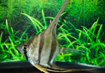 MAANVIS ALTUM RIO NEGRO