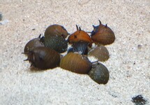 BUNTE GEWEIH ZWERGSCNECKE