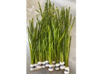 Vallisneria spiralis terracotta ring