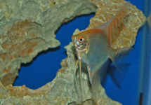 ANGELFISH GOLD