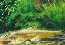 HILLSTREAM ALGENETER