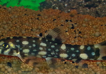 POLKA-DOT LOACH