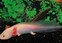 Axolotl