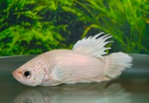 KEMPVIS PLAKAT CROWNTAIL WIT MAN