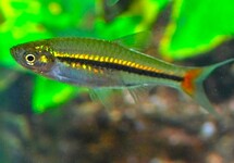 ROTSCHWANZ RASBORA