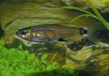 PANDA TETRA