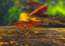 RED CHERRY SHRIMP
