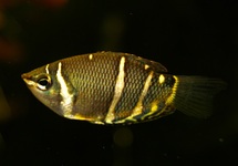 CHOCOLATE GOURAMI