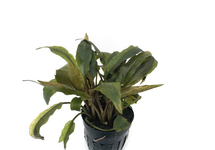 Cryptocoryne petchii   in pot (p5)