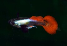 GUP DUMBO EAR PLATINUM RED