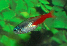 NEON TETRA DIAMOND