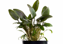 Cryptocoryne beckettii - PE