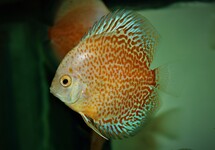 S. AEQUIFASCIATUS SNOW ERUPTION S
