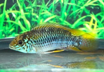 DWARF CICHLID ALACRINA