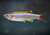 CHINESE DANIO
