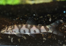 RETICULATE LOACH