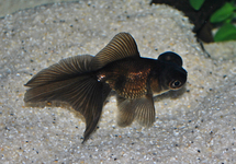FANTAIL BUTTERFLY BLACK