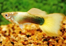 GUPPY TUXEDO GELB MANN