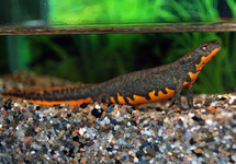 Salamander