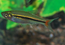 ROTSCHWANZ RASBORA