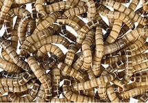 MORIO WORM BULK