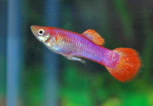 GUPPY PINK MALE