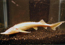 STERLET STEUR ALBINO