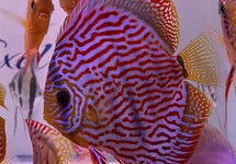 DISCUS ROUGE TURQUOISE