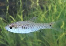 BARBEEL PARVUS