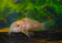MARMORIERTER PANZERWELS ALBINO