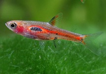 MINI RASBORA